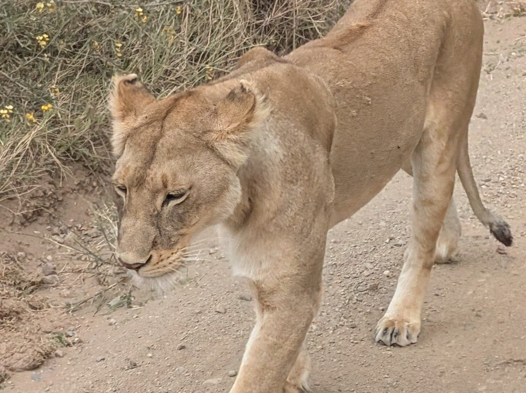 Masai Mara Holidays-Mara North Conservancy必去景点