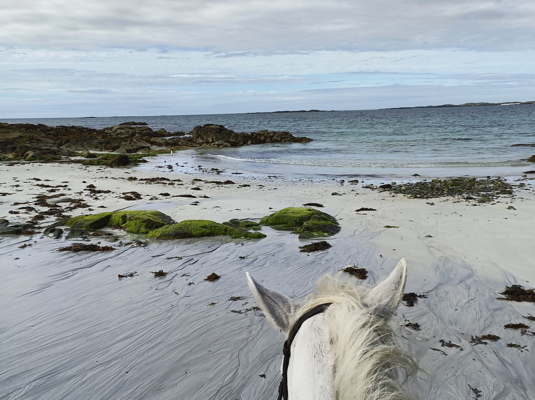 The Point Equestrian Centre and Pony Trekking-Ballyconneely必去景点