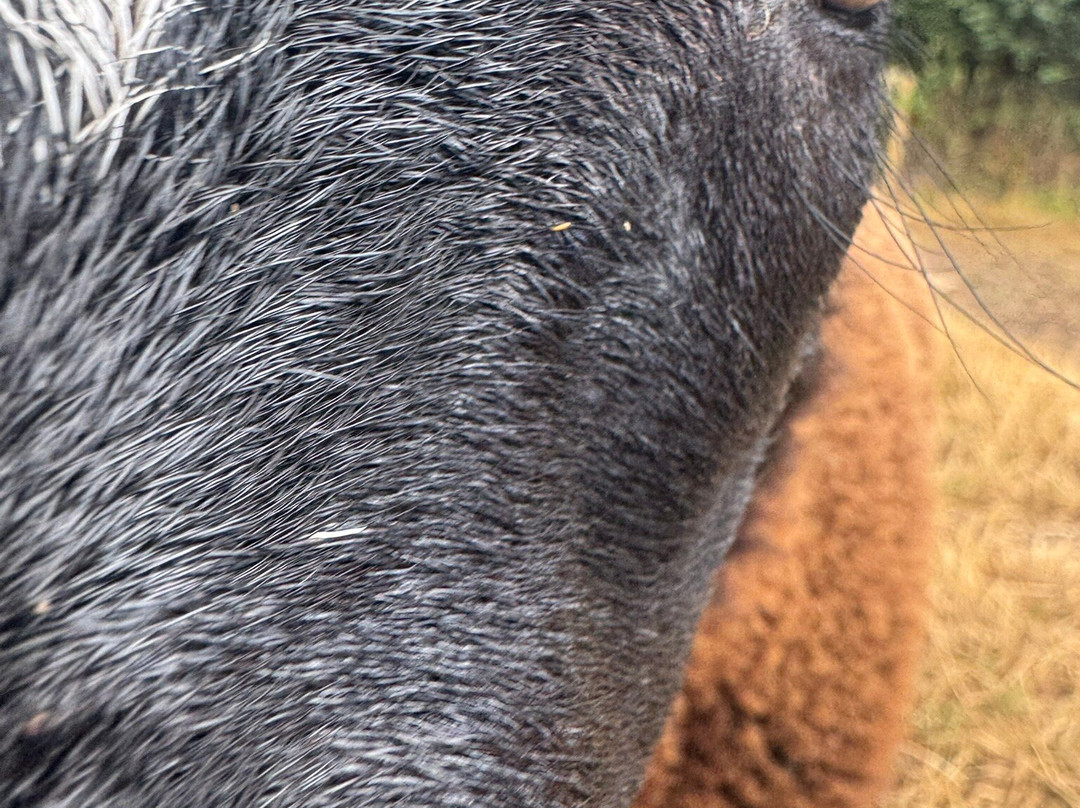 Somerset Sheep Trekking-Pitminster必去景点