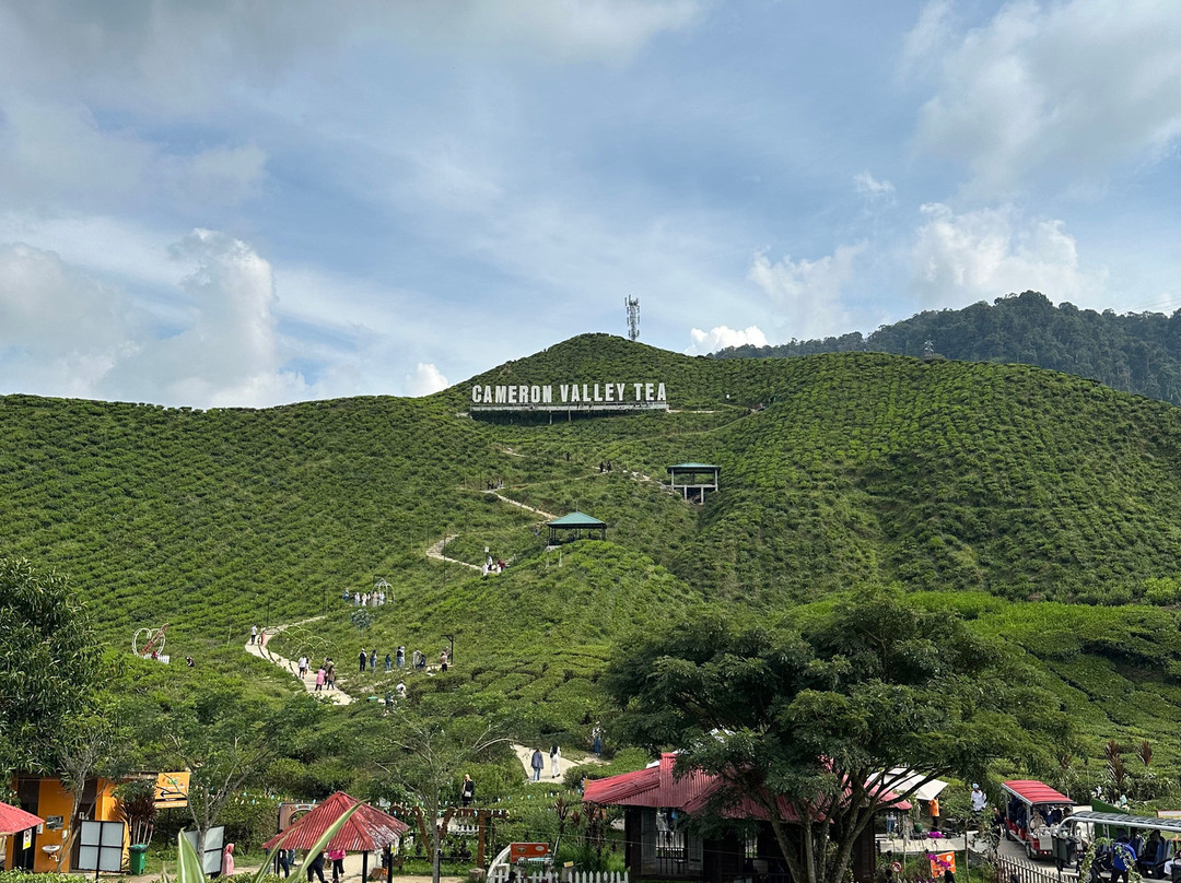 Cameron Valley Tea-丹那拉塔必去景点