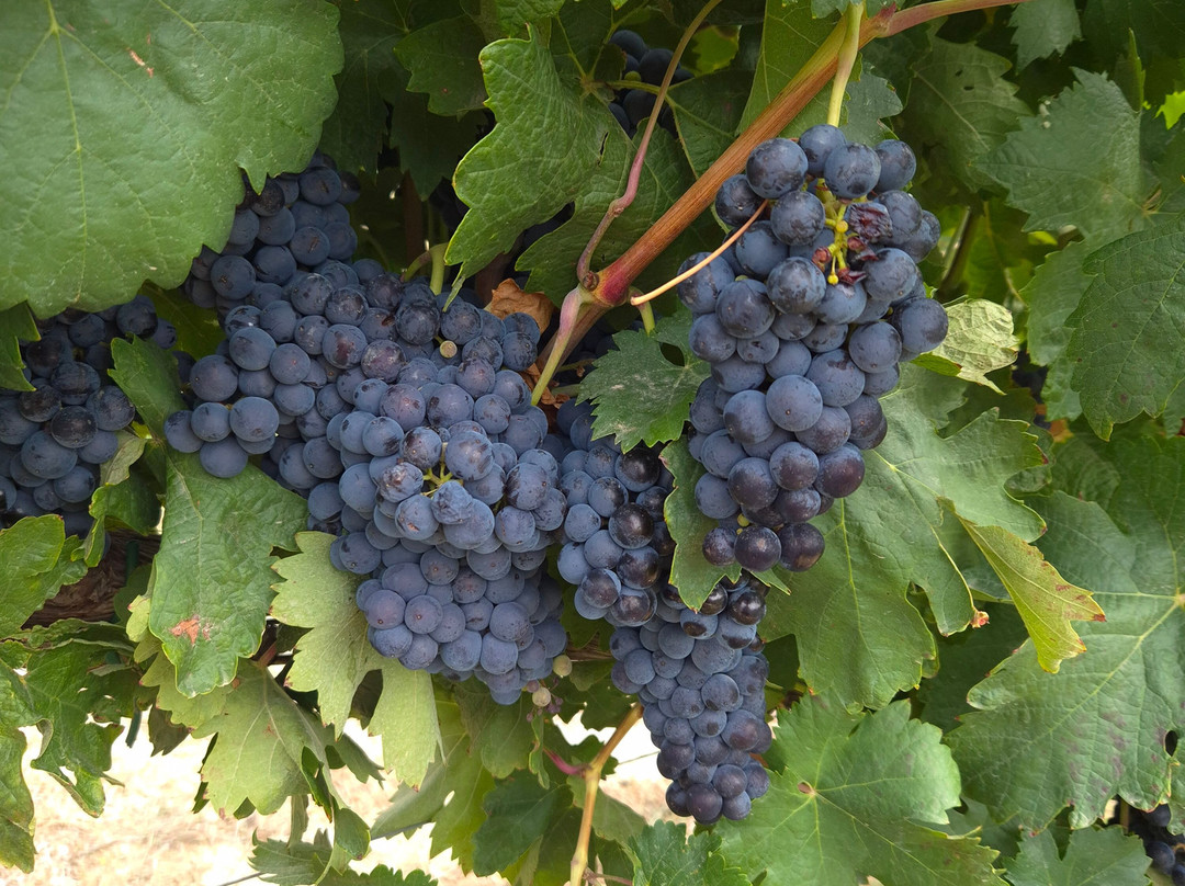 Bodega Sommos-Barbastro必去景点