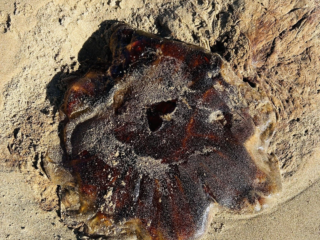 Farr Beach-Bettyhill必去景点