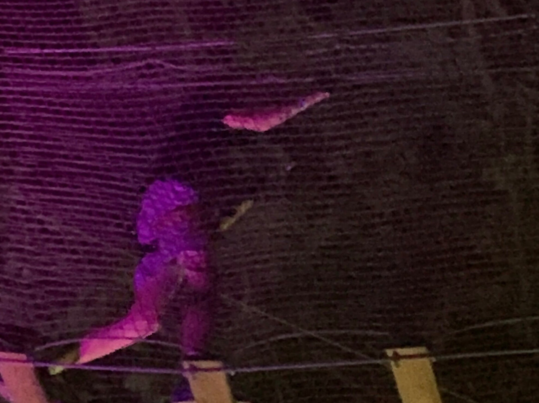 Go Ape Zipline & Adventure Park-Maryland Heights必去景点