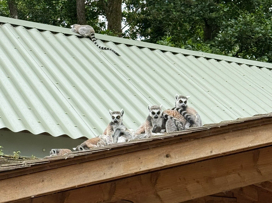 Fota Wildlife Park-Carrigtwohill必去景点