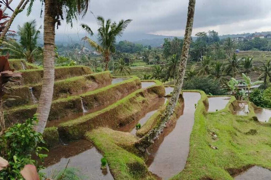 Bali Mesari Tour