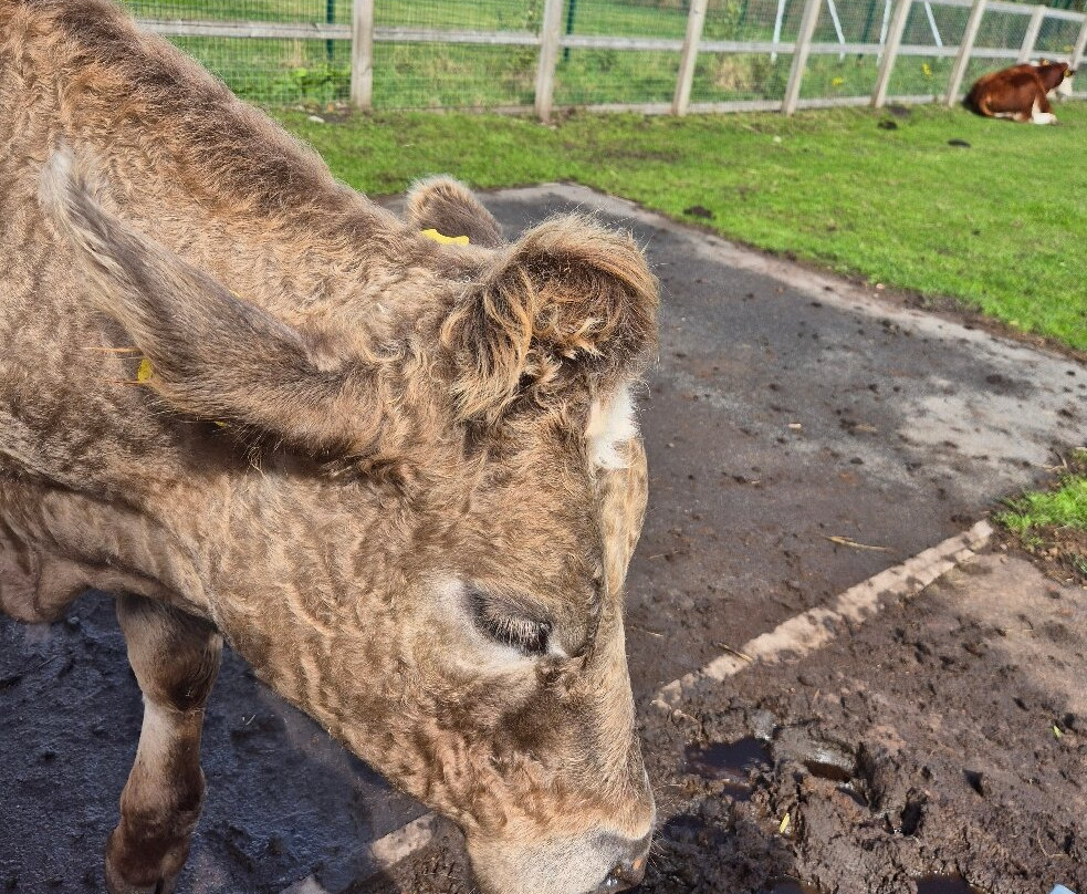 Acorn Farm-利物浦必去景点