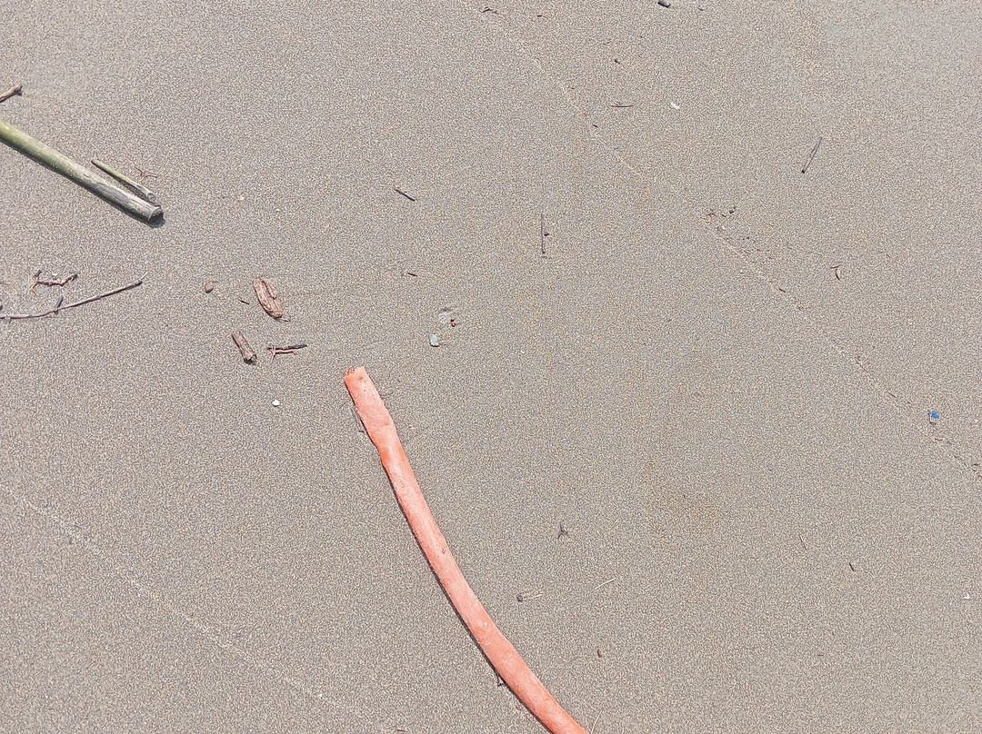 Playa San Pedrito-曼萨尼约必去景点