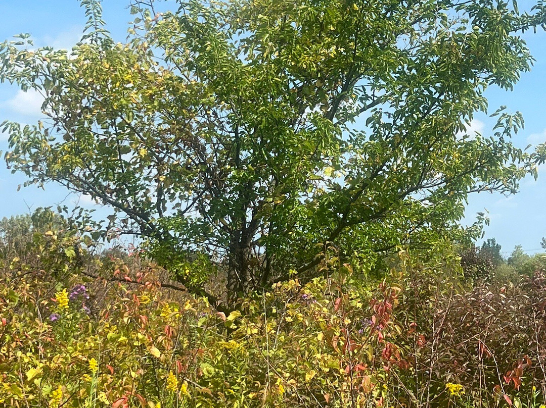 Buffalo Creek Forest  Preserve-Long Grove必去景点