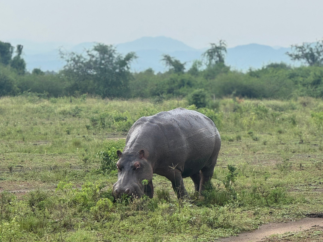 Nature Connect Safaris Uganda-坎帕拉必去景点