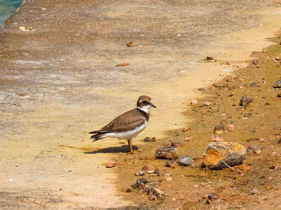 Aqaba Bird Observatory-亚喀巴必去景点