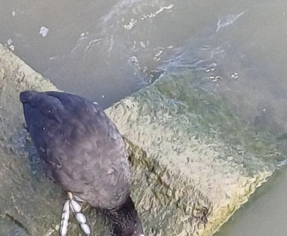 Isole e Tramonti主图