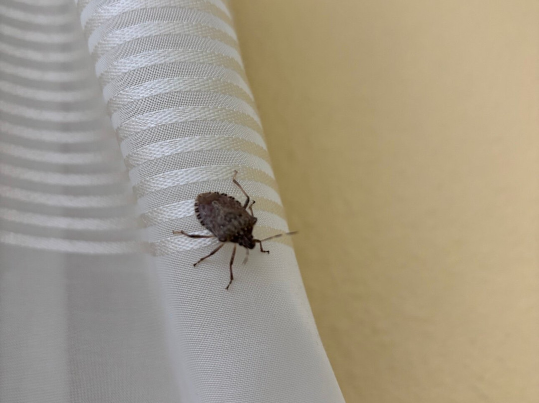 TownePlace Suites by Marriott Bloomington主图