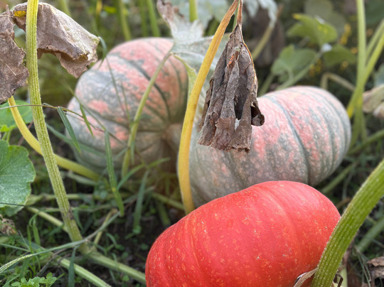 Pearl's Place Fruit Stand-胡德里弗必去景点