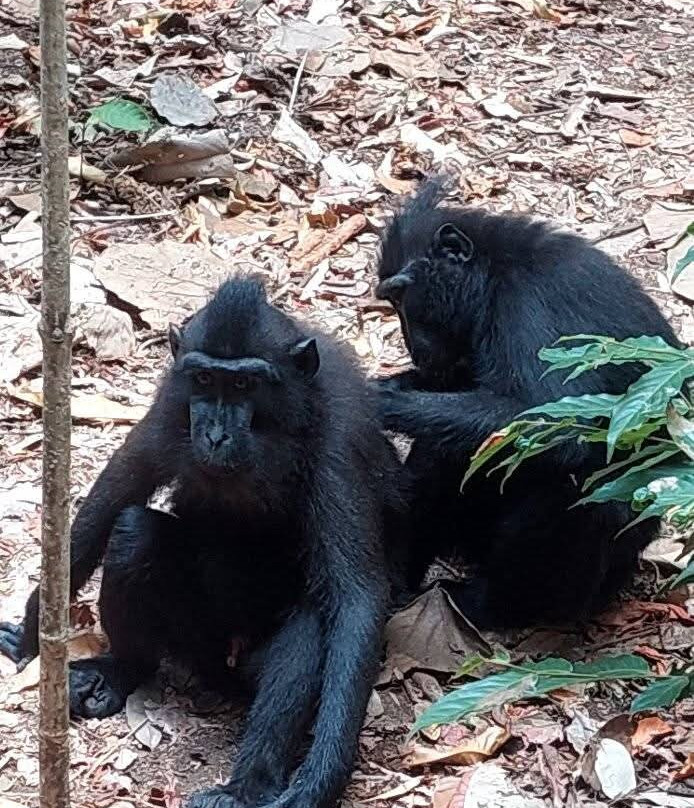 Tangkoko National Reserve-比通必去景点