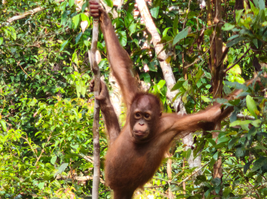 Borneo Eco Tour-Pangkalan Bun必去景点