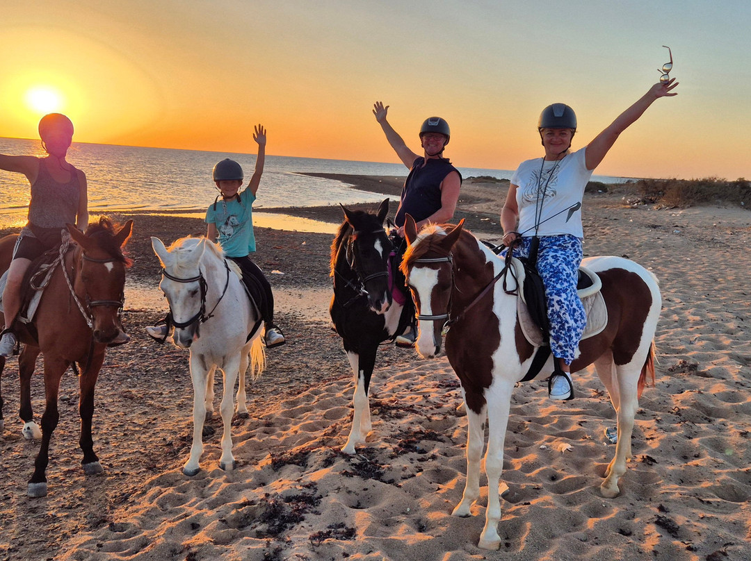 Habiba Horse-艾高娜必去景点