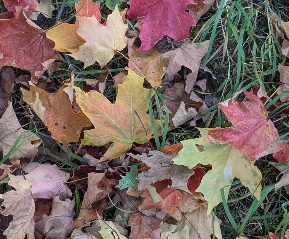 Tunnel of Trees - M119-Harbor Springs必去景点
