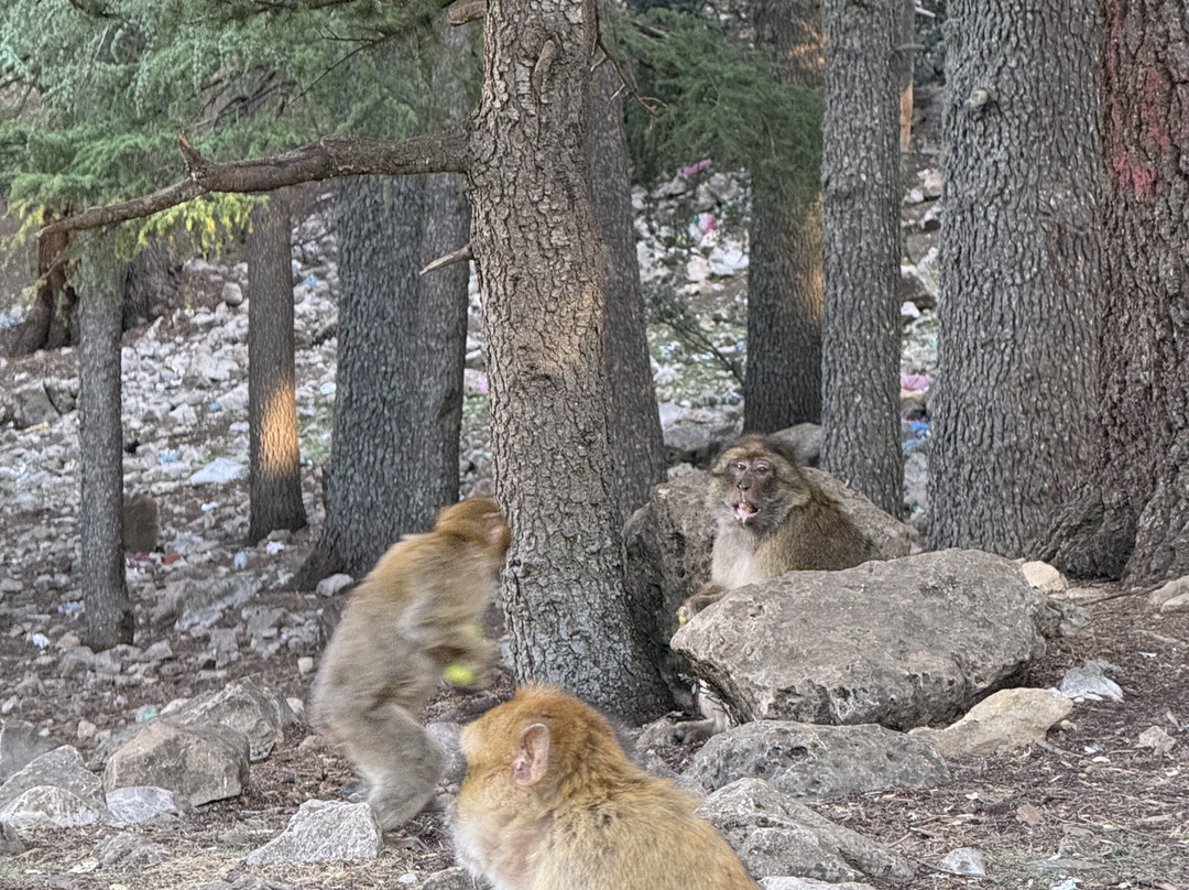Marruecos tu Sueño-丹吉尔必去景点
