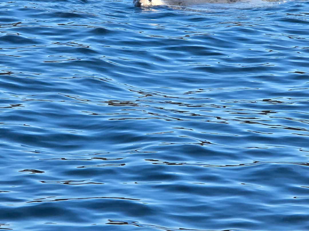 Serenity Farne Island Boat Tours-Seahouses必去景点