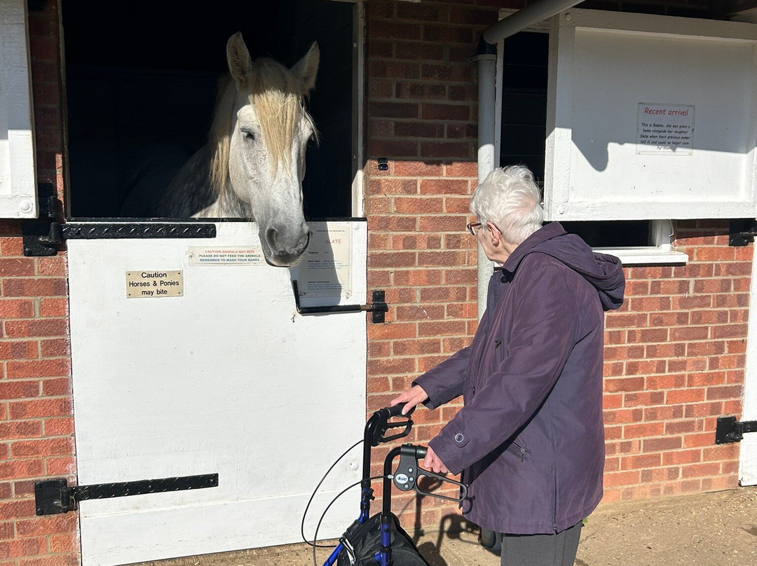 Hillside Shire Horse Sanctuary-West Runton必去景点