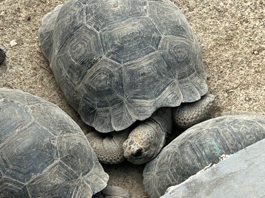 Centro de Crianza Arnaldo Tupiza-维里亚米尔港必去景点