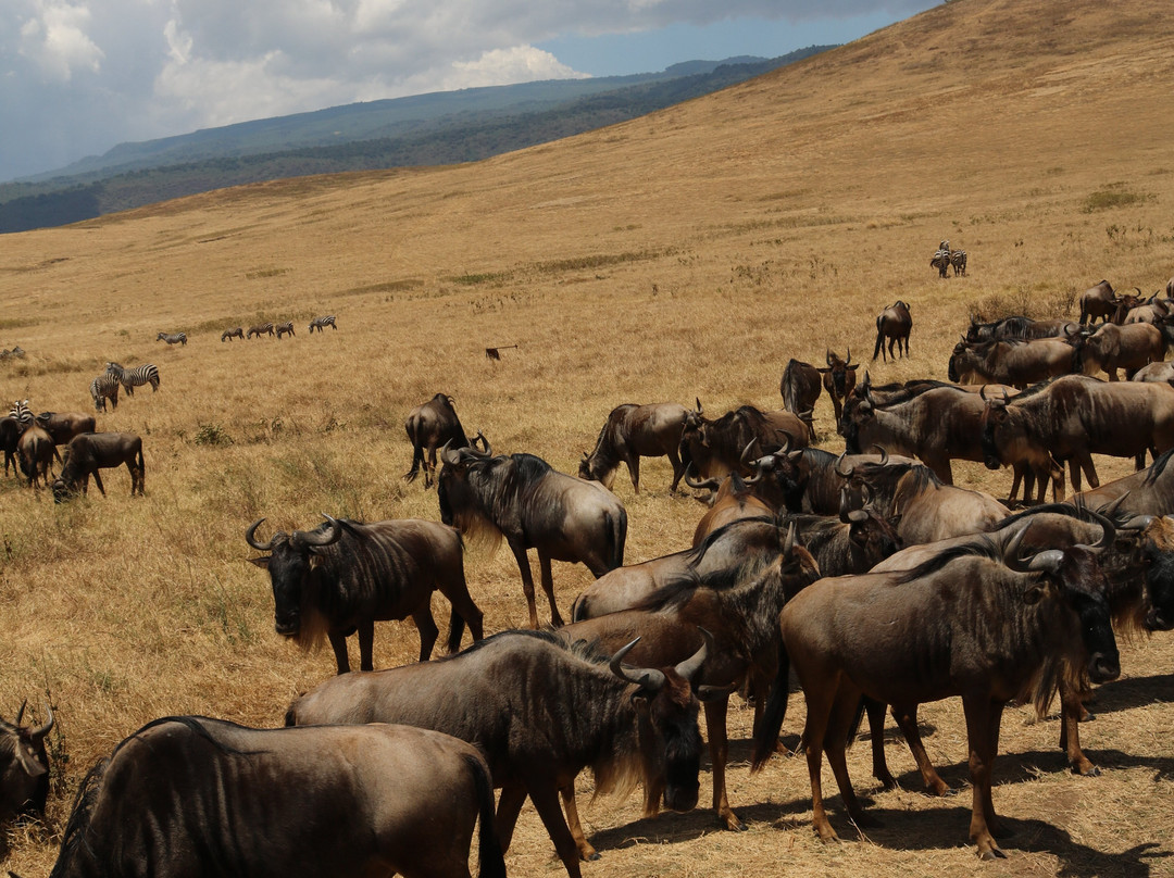 Shrike Safaris-姆万扎必去景点