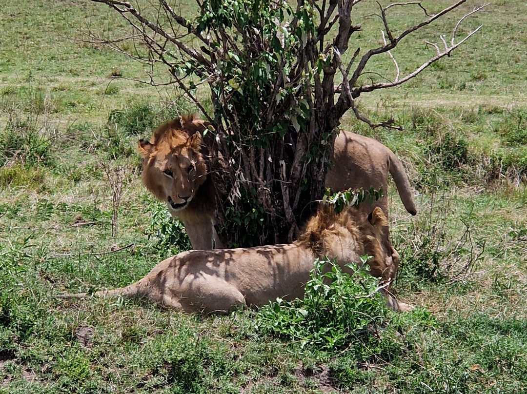 Luluka Safaris-纳罗克必去景点