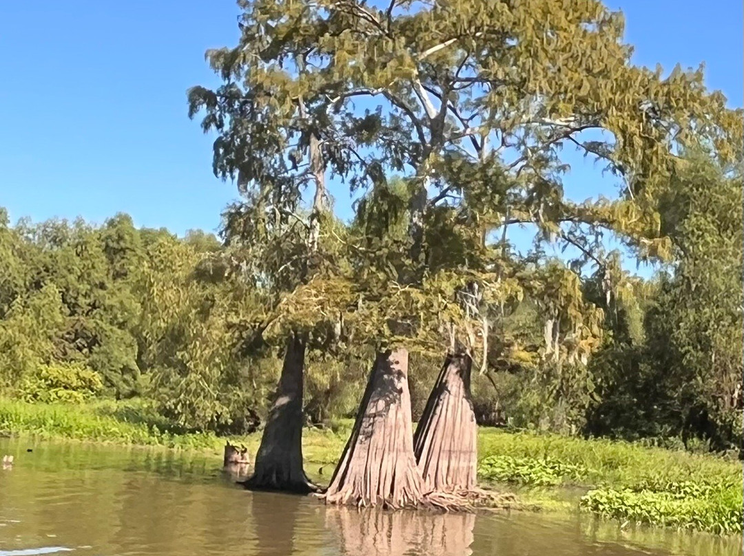 McGee's Louisiana Swamp & Airboat Tours-Henderson必去景点