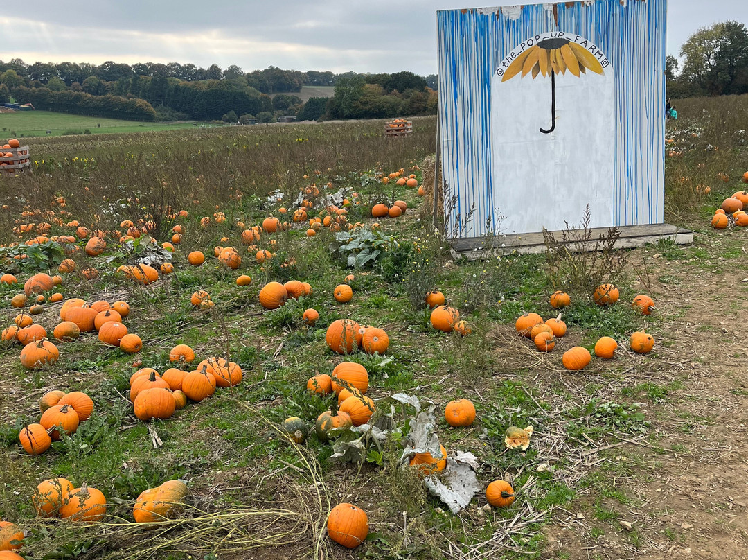 The Pop Up Farm-Redbourn必去景点