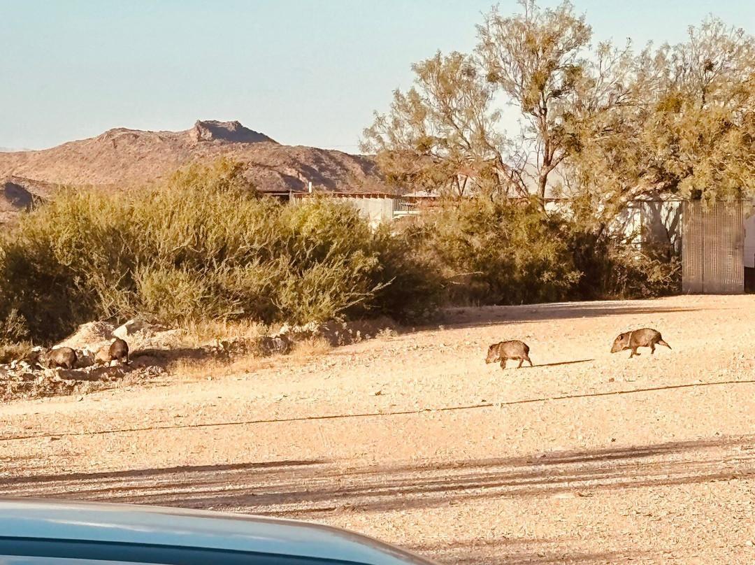 Terlingua Ranch Lodge主图
