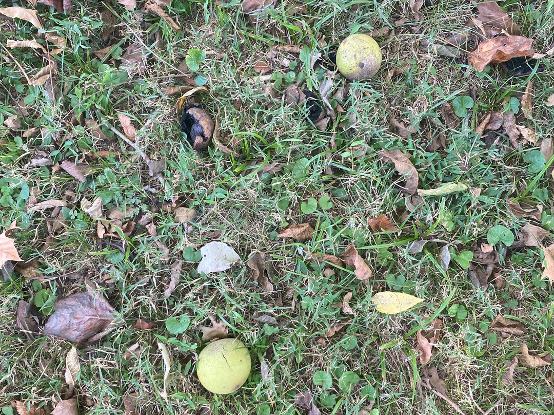 Etowah Indian Mounds State Park-Cartersville必去景点