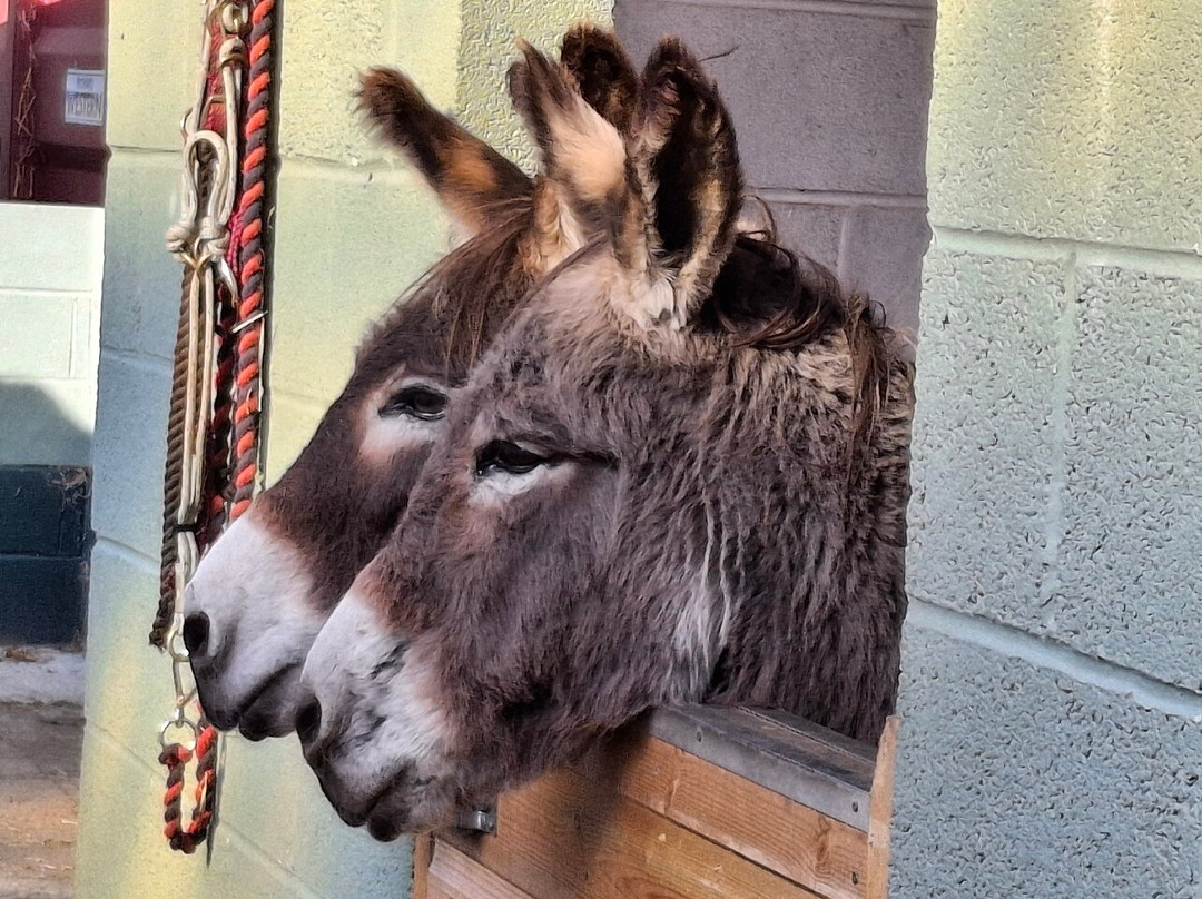 The Wonkey Donkey Visitors Centre-Knottingley必去景点