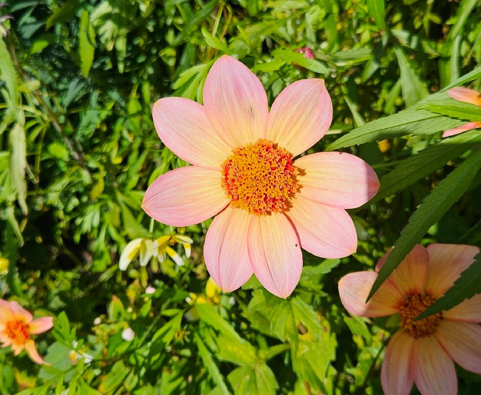 Abbotsbury Subtropical Gardens-Abbotsbury必去景点