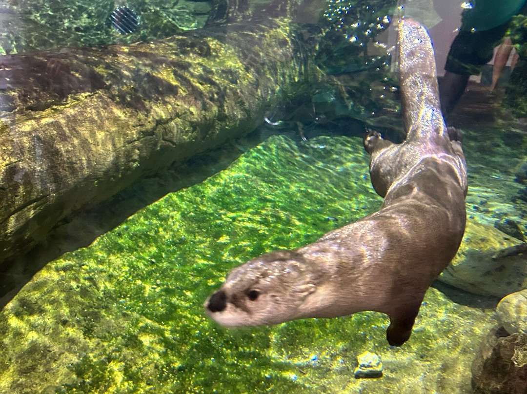 National Mississippi River Museum & Aquarium-迪比克必去景点