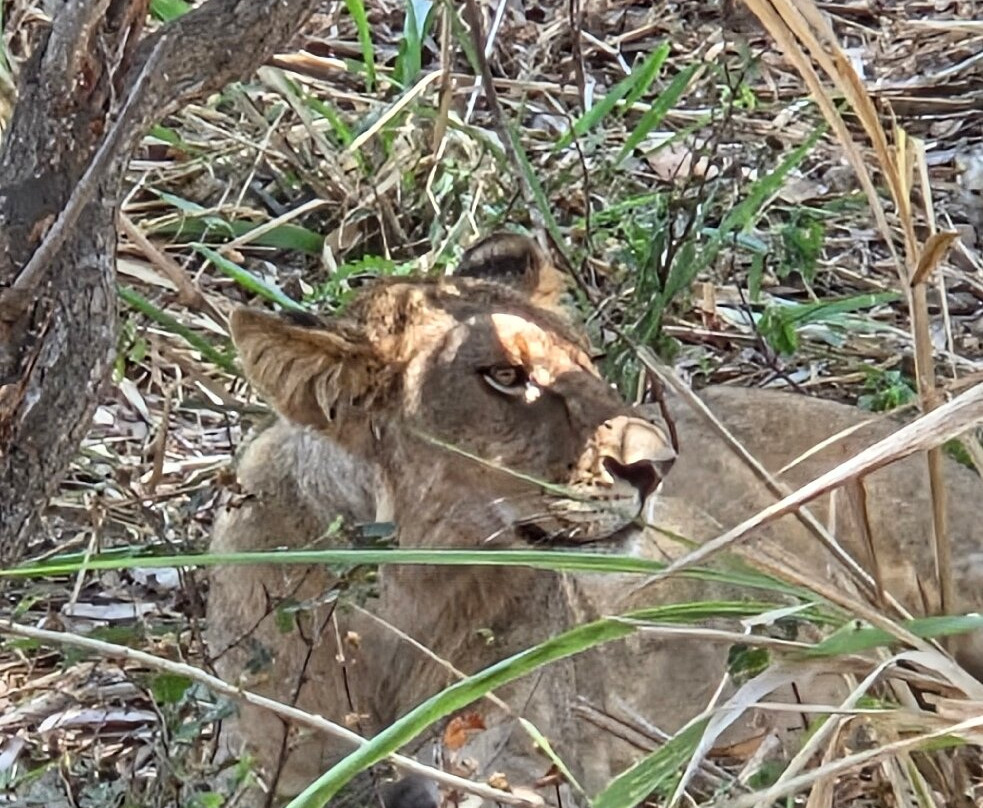 TanzAmerica Safaris Ltd.-米库米国家公园必去景点