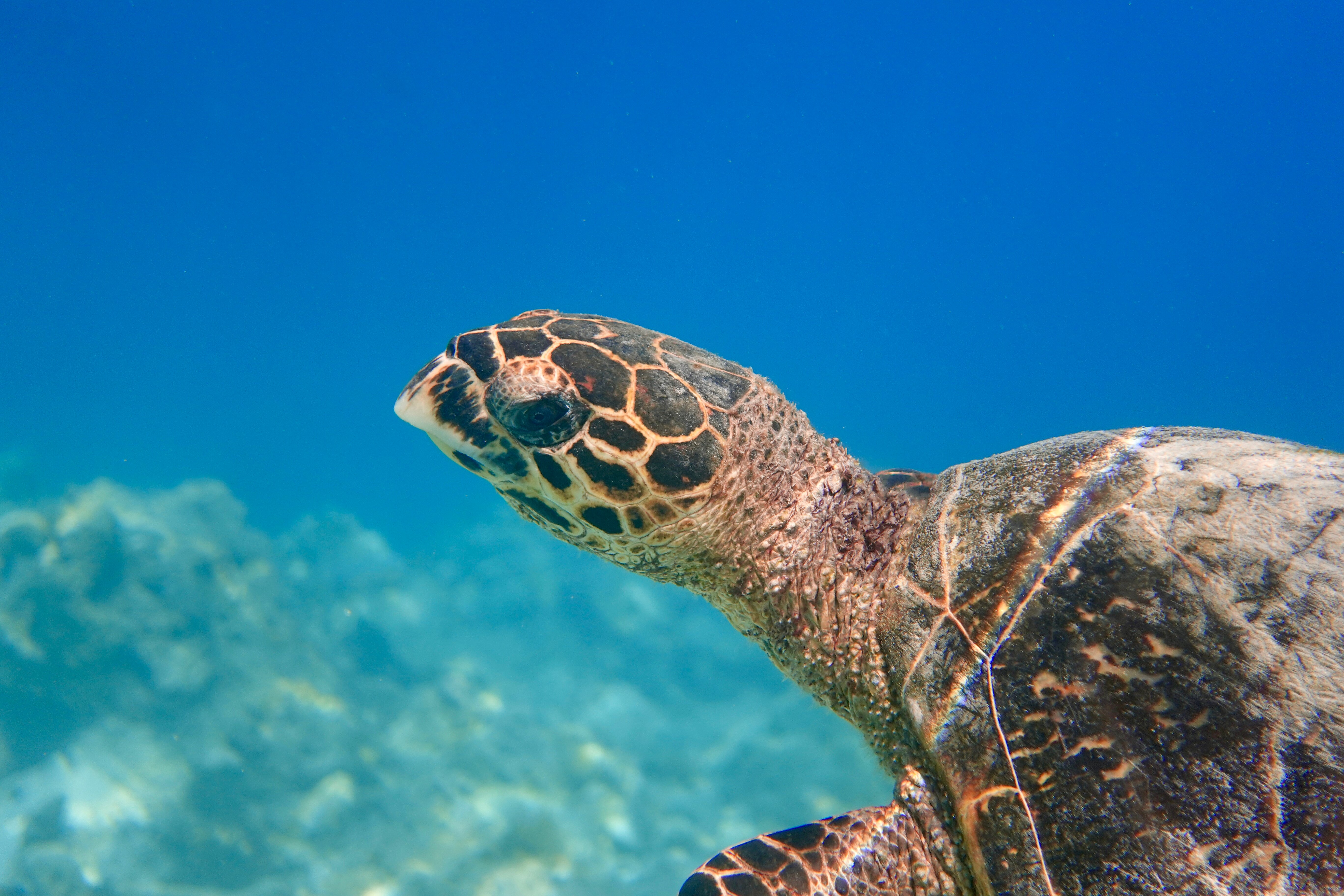 艾布度乡村度假村-泳池