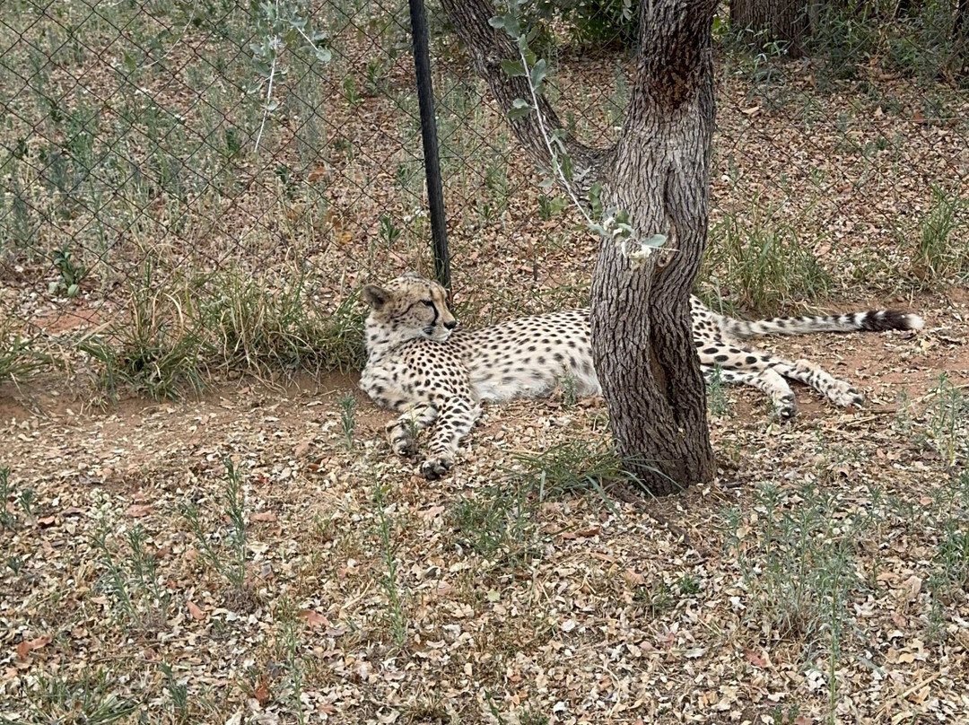 Big Six Tour Safaris-约翰内斯堡必去景点