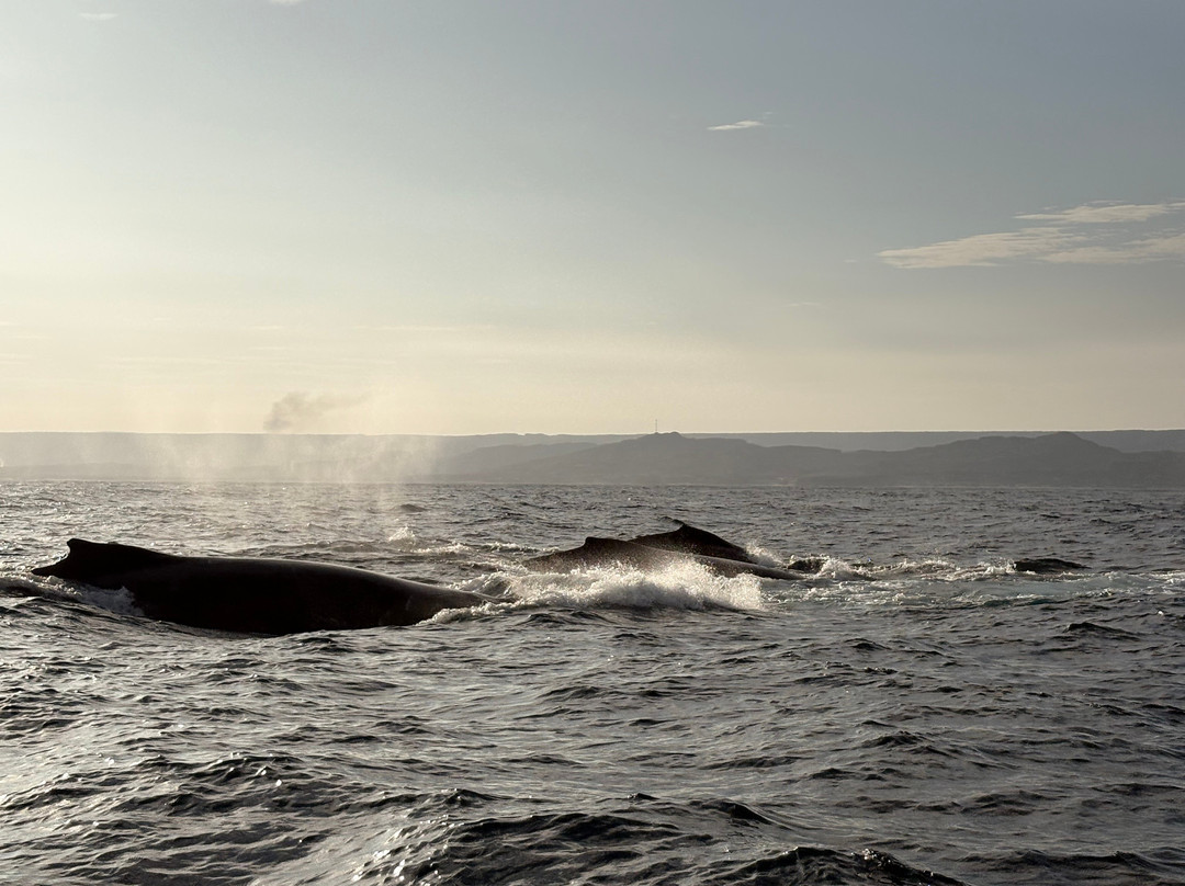 PacIfico Adventures-Organos必去景点