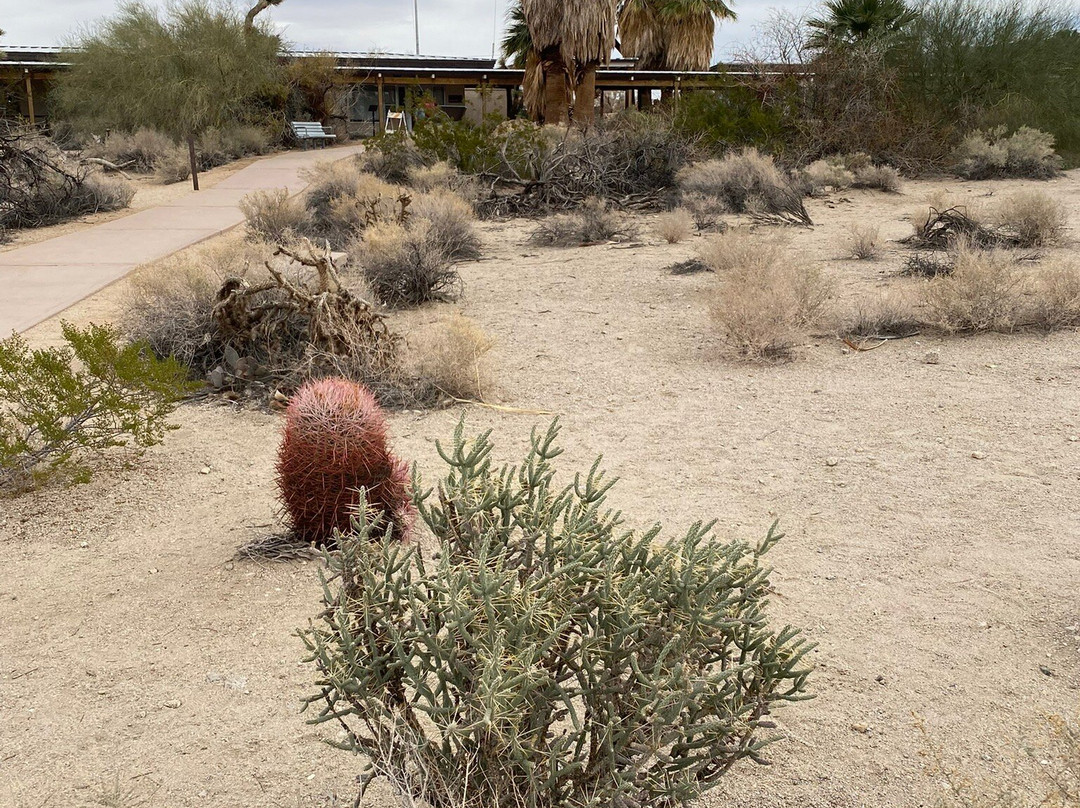Twentynine Palms Oasis (Oasis of Mara)-约书亚树国家公园必去景点
