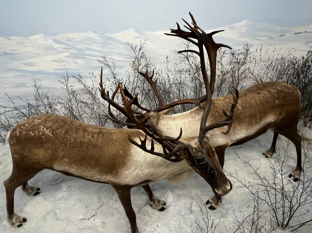 Northern Wildlife Museum-Teslin必去景点