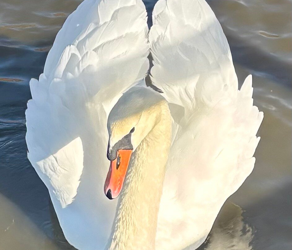 Abbotsbury Swannery-Abbotsbury必去景点