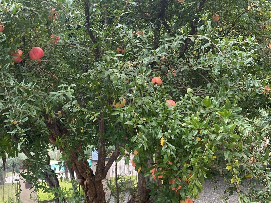 Puleera Boutique Hotel主图