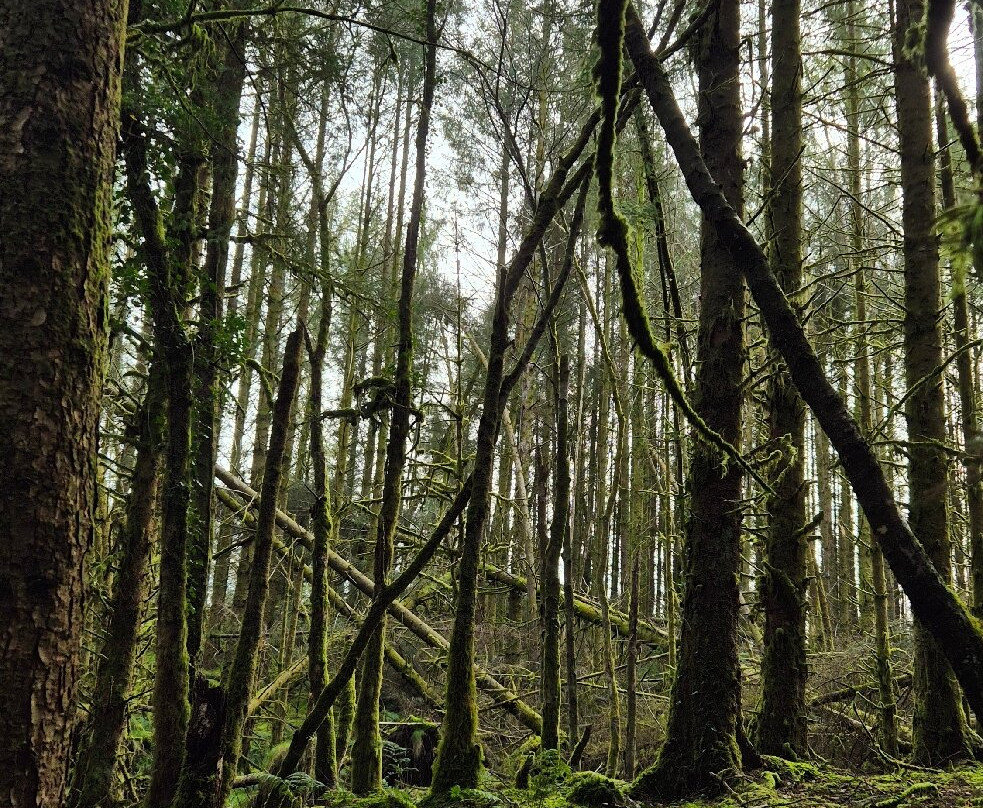 Kirroughtree - 7stanes-Newton Stewart必去景点