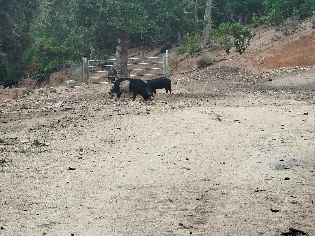 U Porcu Ranger-Figari必去景点