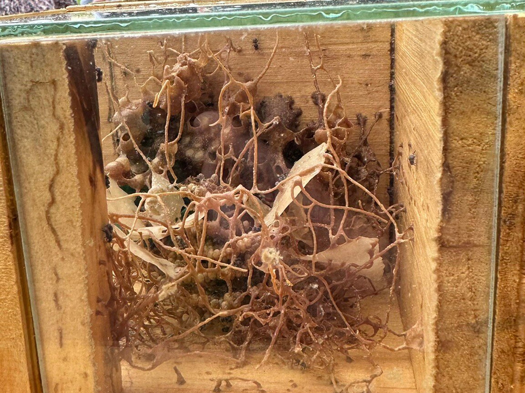 Chácara Kiwi da Serra-Balsa Nova必去景点