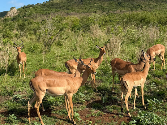 Durban Day Safaris-德班必去景点