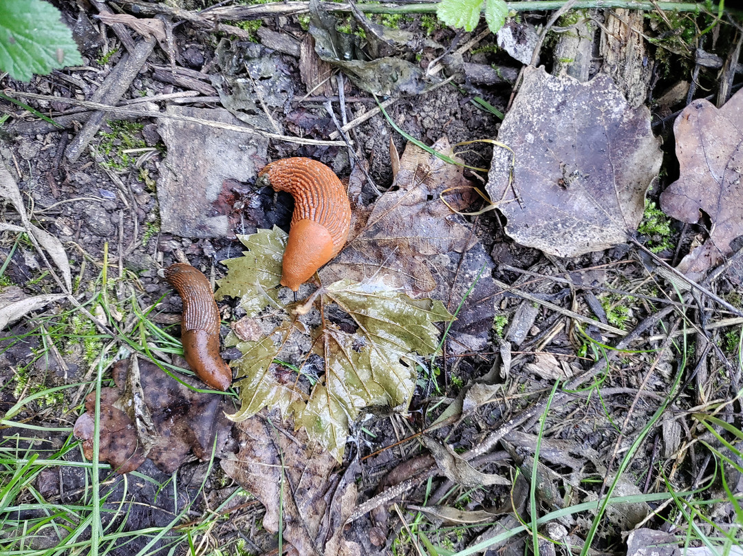 Riserva Naturale Orientata dei “Caldaren”