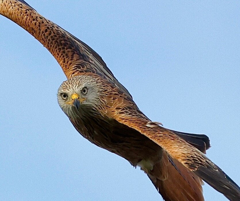 Bellymack Hill Farm - Kite Feeding Station-Laurieston必去景点