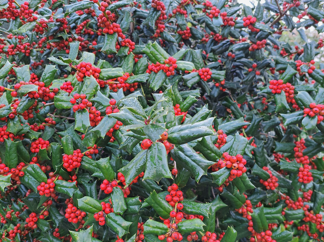 Hanbat Arboretum-大田必去景点