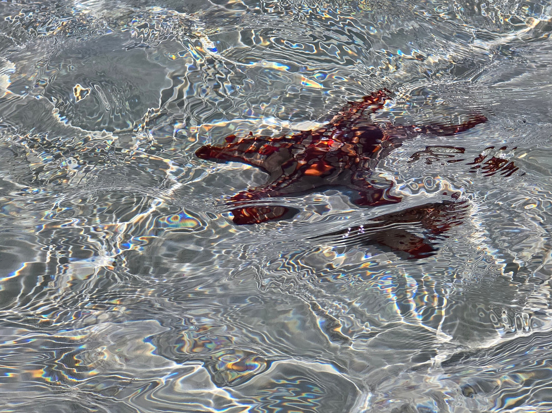 Captain Lucho-姆内巴必去景点